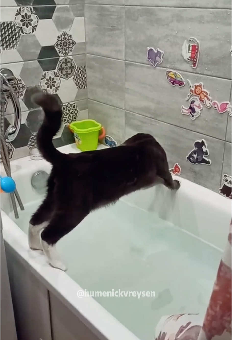 Kitten fell into the pool 🤣#funnyvideo #cat #funny #fpy #cats #cute #