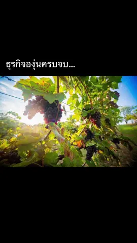 หาพลังในเกษตร…ไร่ Alcidini Winery เรียนรู้การประกอบการเกษตร…หลักสูตร|SMART Farmer  #เกษตรเพื่อสุขภาพและการประกอบการ #smartfarmer #มหิดลนครสวรรค์ #Agripreneur 