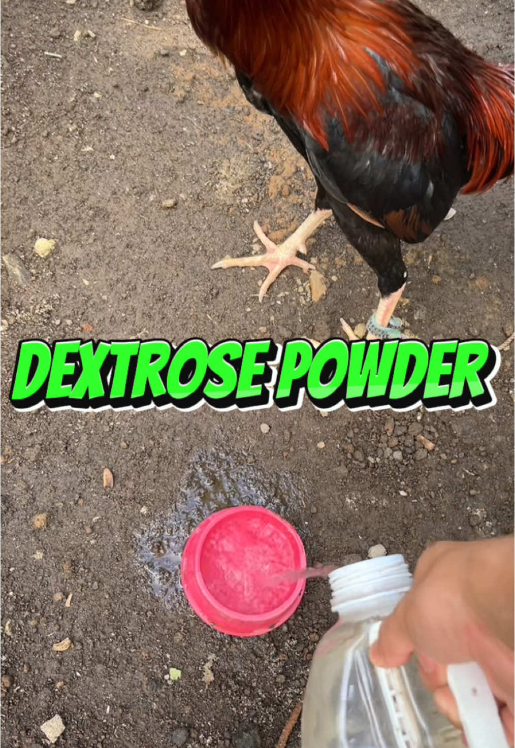 Walang day off pagdating sa dextrose powder. Happy Farming po sa ating lahat! #chickenfarming #gamefowlbreeder #chickenfarm #heritagechicken #gamefowl #dextrosepowder #electrolytes #chicken 