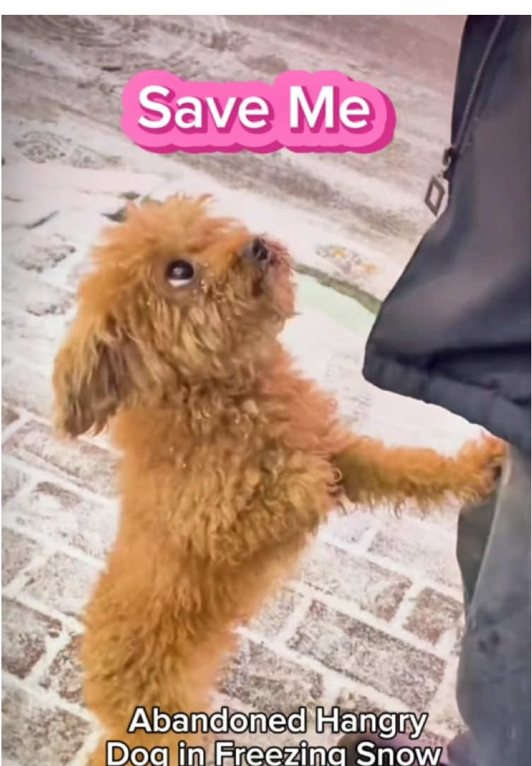 Dog abandoned in the snow, shivering with cold  #dog #dogs #puppy #straydogs #rescue #rescuedog #rescueanimals #doge #doglover #doglovers #dogshorts 