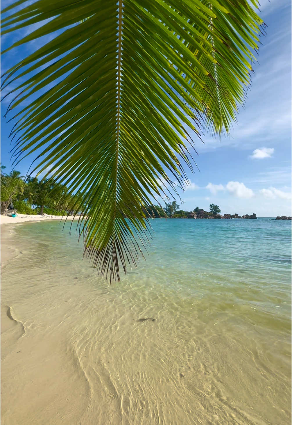 🌊🌴🥥✌🏻 #seychelles #seychellestiktok🇸🇨 #travel #ocean #beachvibes #bluewater #paradise #hotel #plage #dreamdestination #bucketlisttravel #nature #calm #soun #waves #relaxing #asmr #voyage #easthetic #tropicalisland #travelwithme #frypgシ #pourtoi 