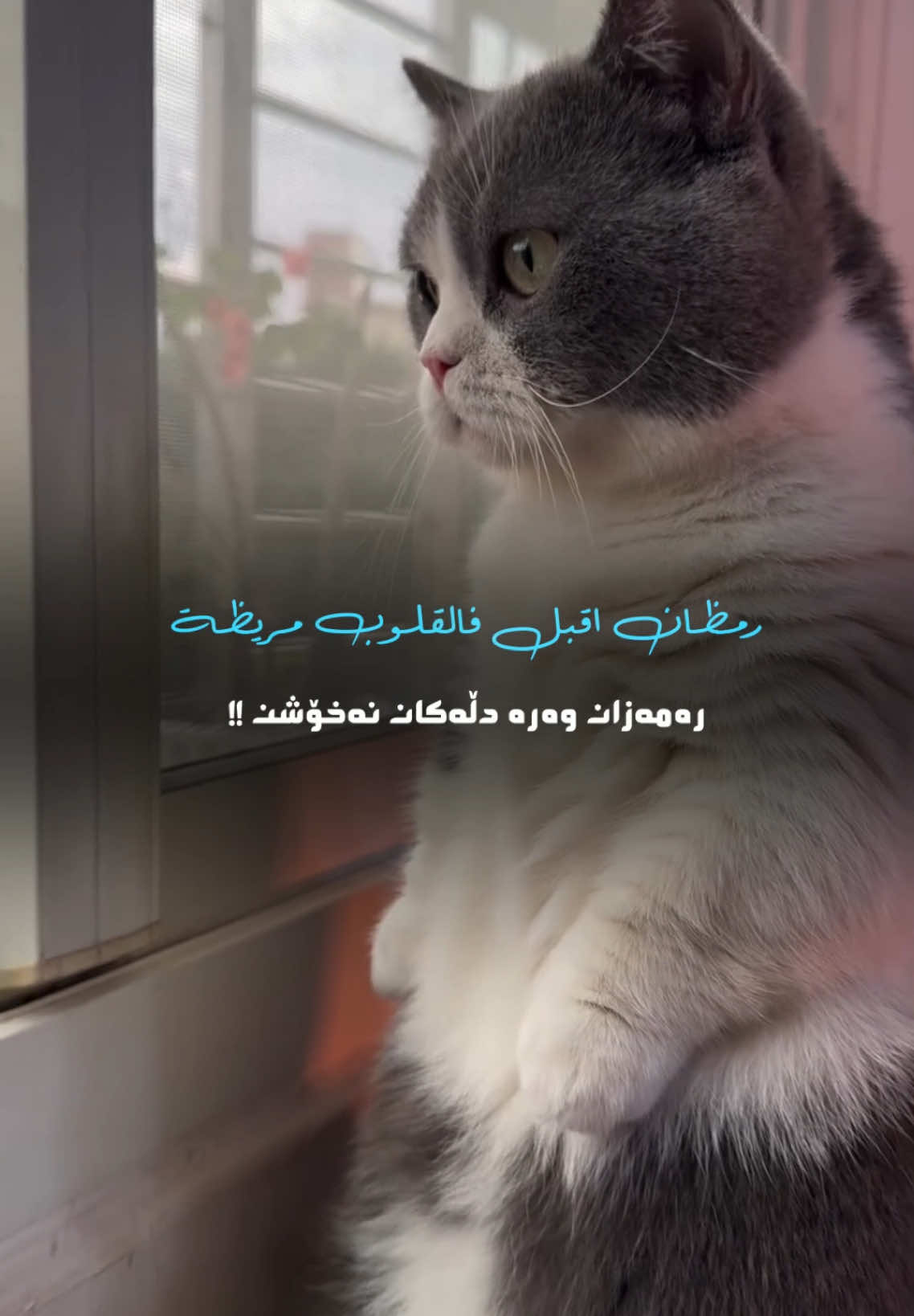 رمضان اقبل فالقلوب مریظة🤎🥺#run4ky #الله #catlove #Ramadan 