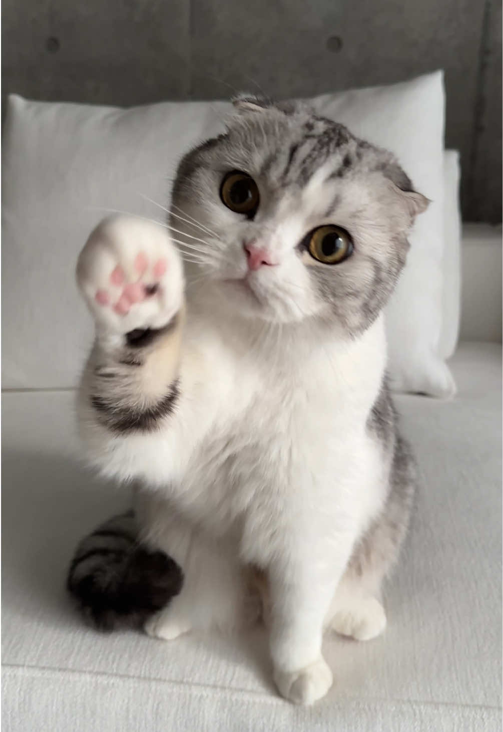 😽🖐️#cat #猫 