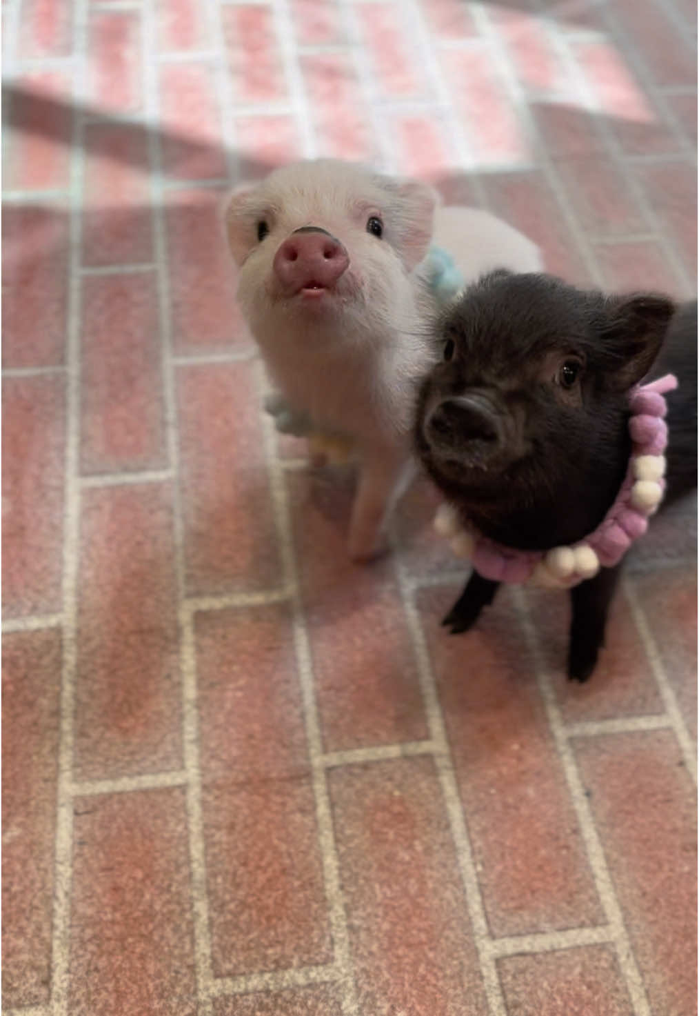 双子が走ってきた‼️ #pignic #マイクロブタ #fyp #micropig #pig #piggy #cute #アニマルカフェ #animals #小猪 