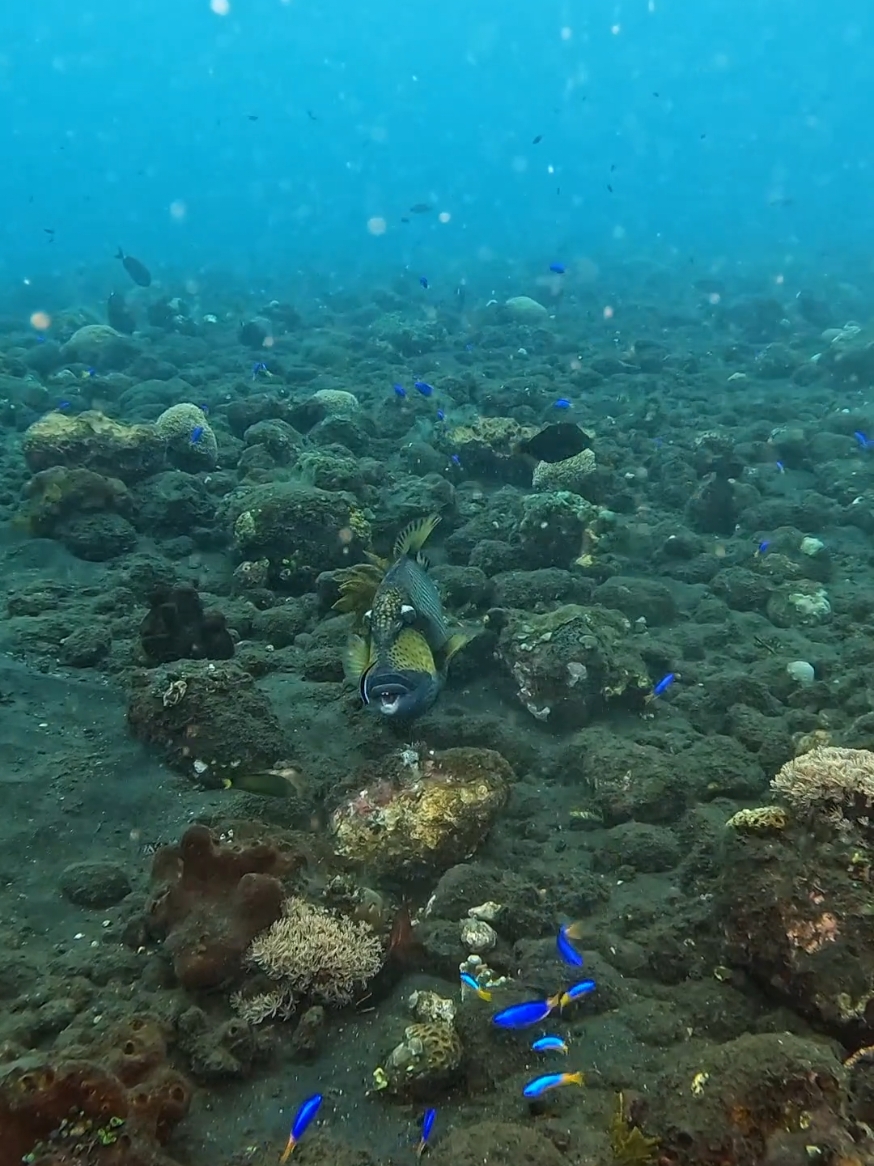 Dive Tulamben, Bali. lagi berada di Bali? datang dan mencoba aktivitas diving bersama kami di Tulamben untuk melihat keindahan bawah laut. Untuk info lebih detail bisa WhatsApp kami : +62878-6121-5832 #balielitescuba #tulambenbali #tulamben #tulambenmacro #tulambenmuckdive #amedbali #tulambendive #tulambendiving #bali #divetulamben #divingtulamben #tulambenshipwreck #diveamed #muckdivetulamben #balidive #balidiving #divingbali #balidiving #divetripbali #usatlibertywreckbali #pygmyseahorse #indonesia #instagram #tulambendiveresort #divetripbali #divekursusopenwater #divekursusbali #balidivecourse #divingkursusbali 