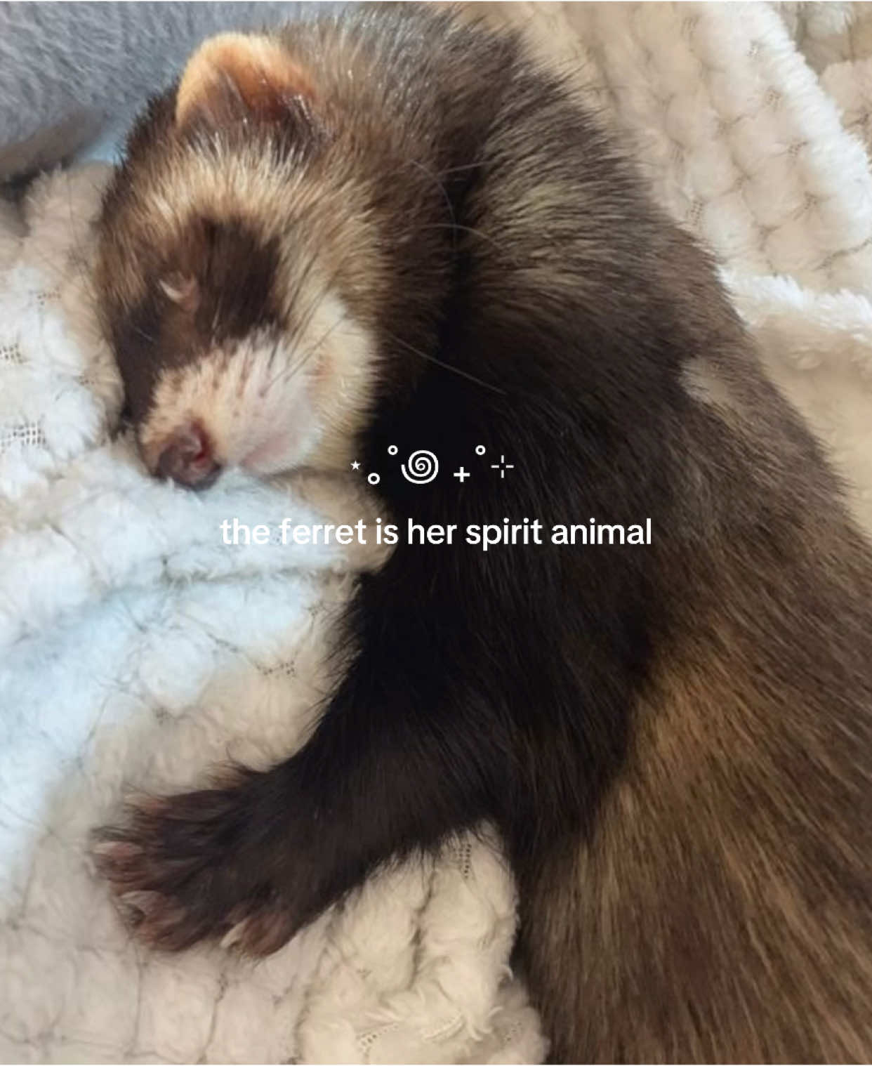 happy new year everyone!! I‘m back with my spirit animal videos <3 I have a lot of other things planned for this account nonetheless ! :3 I hope that each and everyone one of you has an amazing year 💗💗 #spiritanimal #ferret #ferretsoftiktok #ferrets #aesthetic #nature #people #pinterest #pinterestaesthetic #sweetanimals #spiritanimal #fyp 