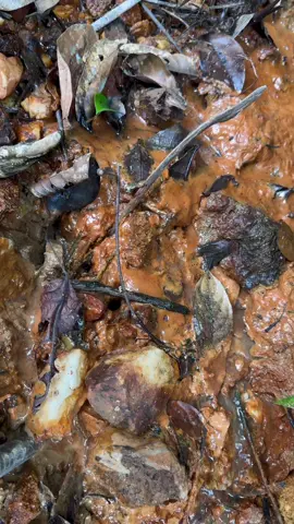 AMAZING GOLD PROSPECTING, GOLD DISCOVERY, GOLD RUSH, TRADITIONAL GOLD PANNING #goldtreasure,