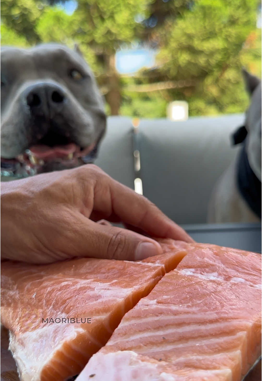 Começando o ano com um prato especial 🐾 Salmão com Crosta de Gergelim 