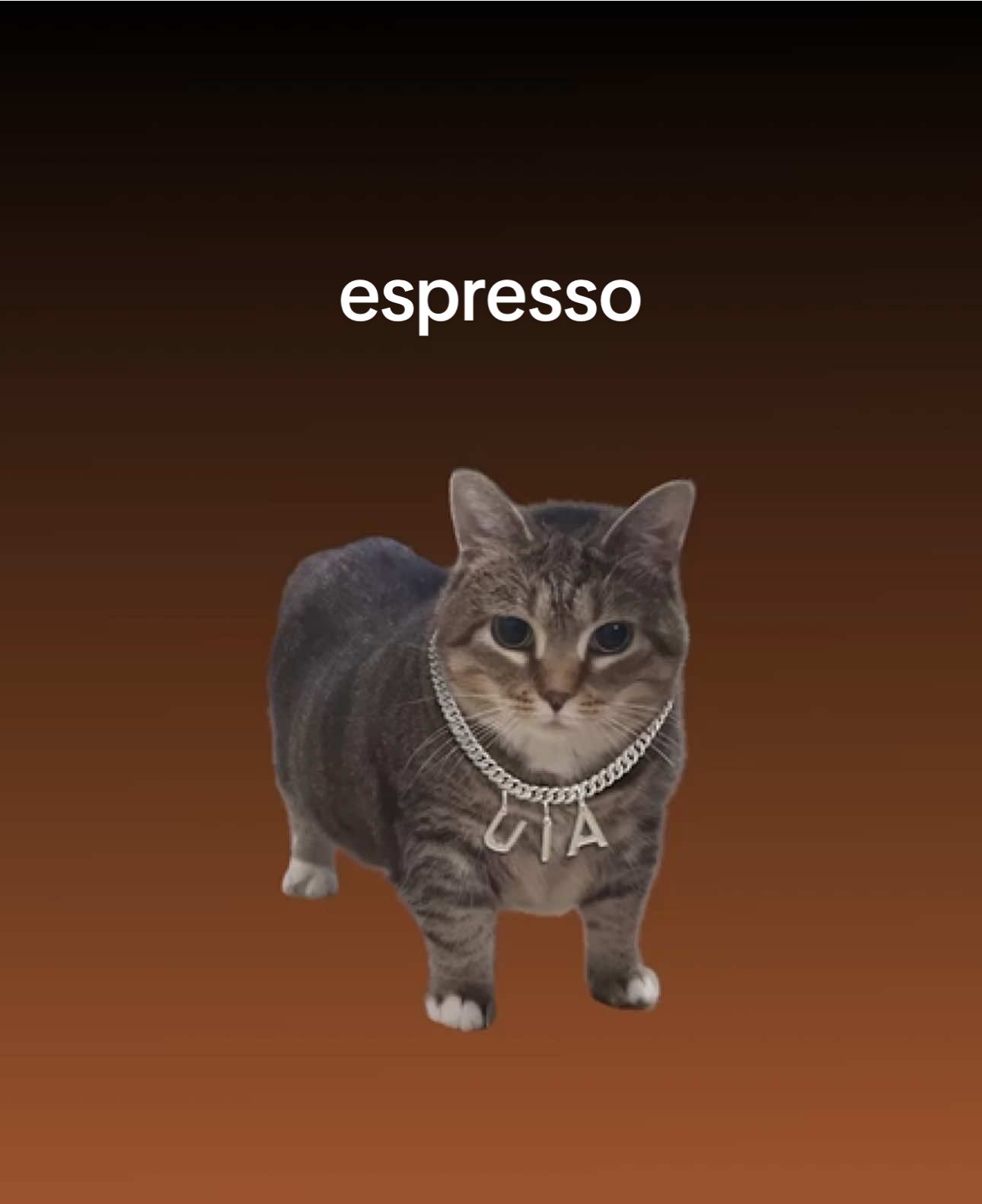 thats that me i a u ☕️ #cats #espresso #sabrinacarpenter #foryou #memes 