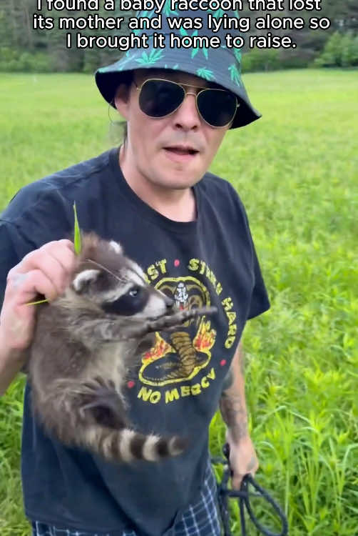 Do you want to raise a raccoon #rescue #animal #animalsoftiktok #rescueanimals #raccoon #raccoonsoftiktok 