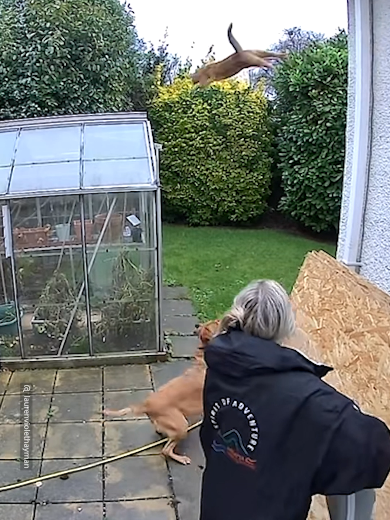 When Your Cat Thinks It’s Auditioning For An Action Movie 🎬🐱💨 #cats #kitty #kittycat #funnycats #pets #fyp #greenhouse #fail #viralvideos #petfail #petfails #caughtoncamera