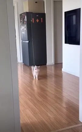 #tik_tok #fyp #live #funnyy #catsoftiktok #funnycat #comedia #cutecat #tranding #comedia #viral_video #likе #friends #dog #fürdich 