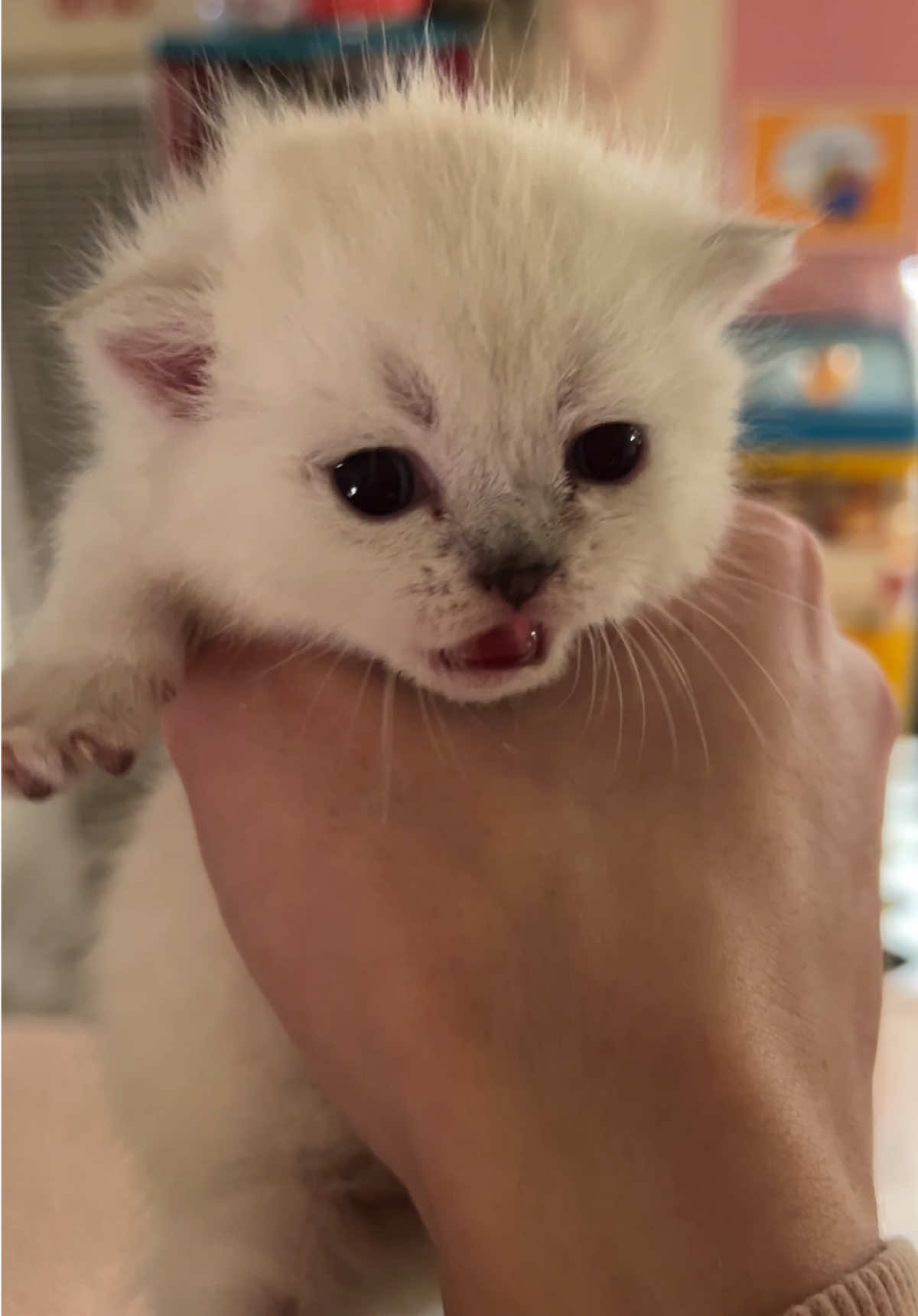 tiniest meow ever #fyppppppppppppppppppppppp #kitten #catsoftiktok #scoobertdoobert #fypシ゚viral 