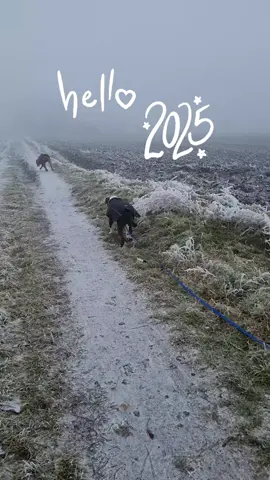Az év első hosszabb sétája (6.5 km) Hogy átmelegedjenek, hazaérve kaptak kis felmelegített kecske csontlét, majd elvonultak szunyókálni #hello2025 #dogmom #dogsoftiktok #amstaff #kutyavalazelet #kutyatiktok #doktok 
