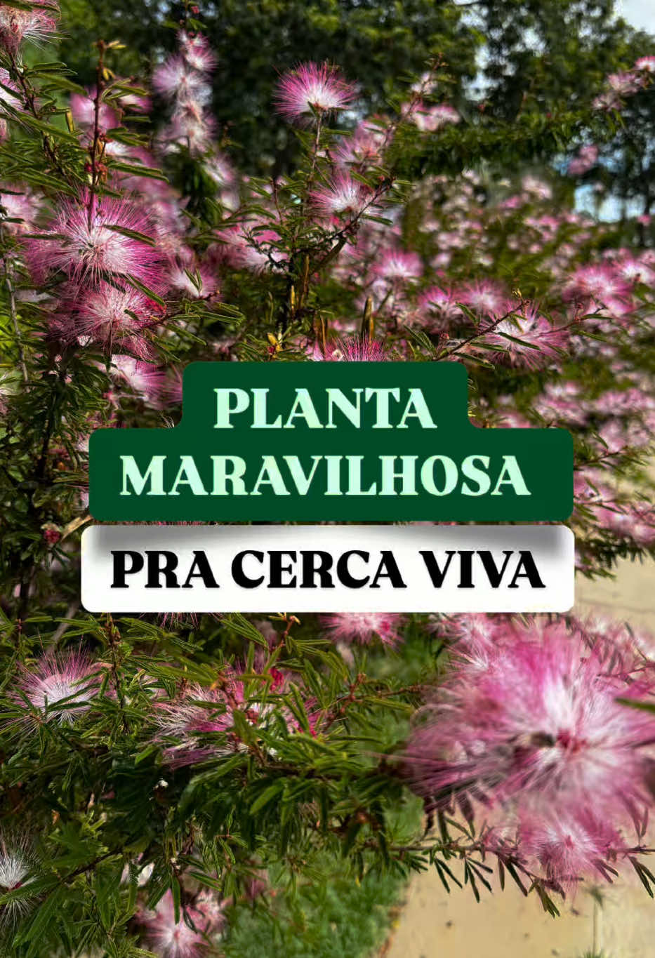 Siga a gente na rede vizinha pra mais informações  #mundojardinagem #plantas #jardim #jardinagem #paisagismo #jardinagemepaisagismo #flores 