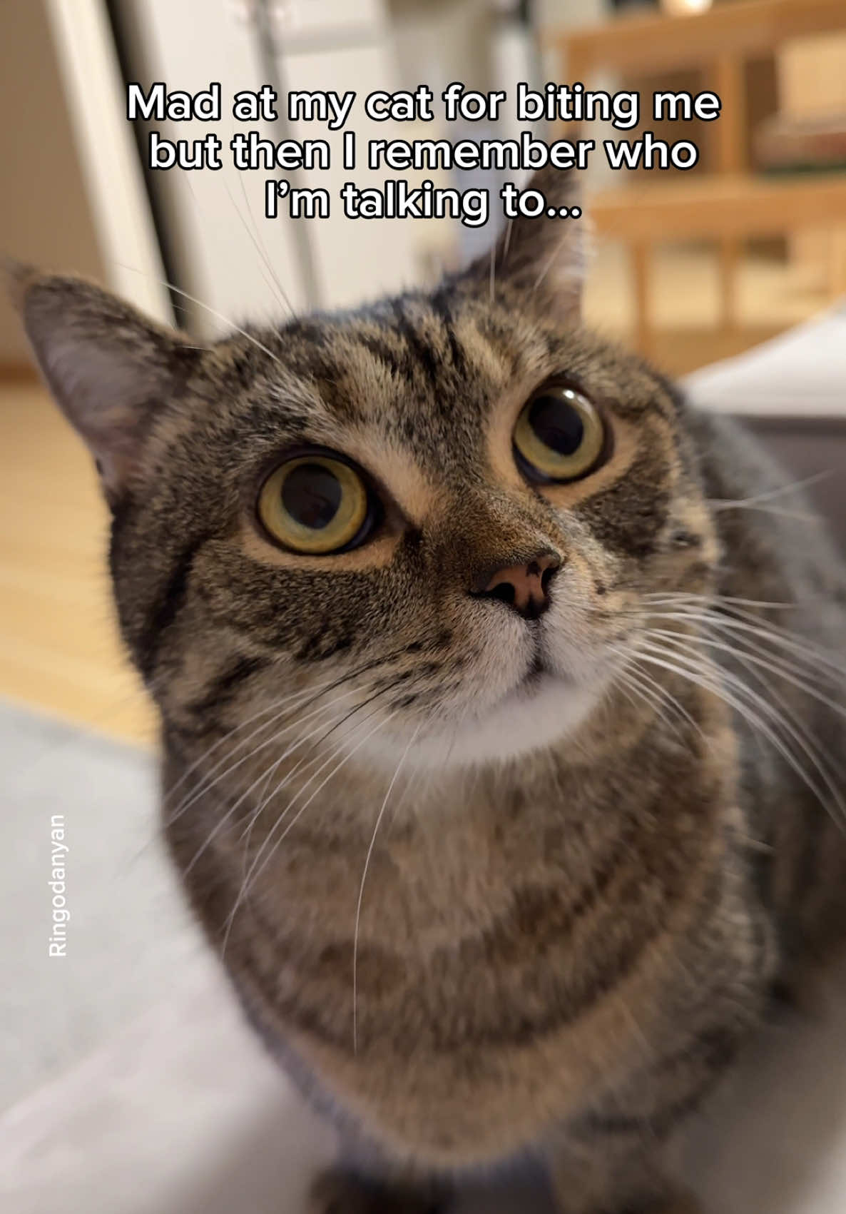 You can bite me all day long!🥹 #cute #cat #catsoftiktok 