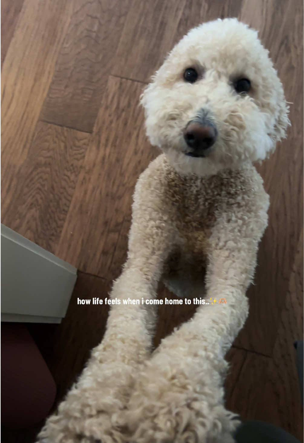 whoever said poodles are sassy or rude... call me i just wanna talk😭  #poodlesoftiktok #newcreator #creatorsearchinsights 