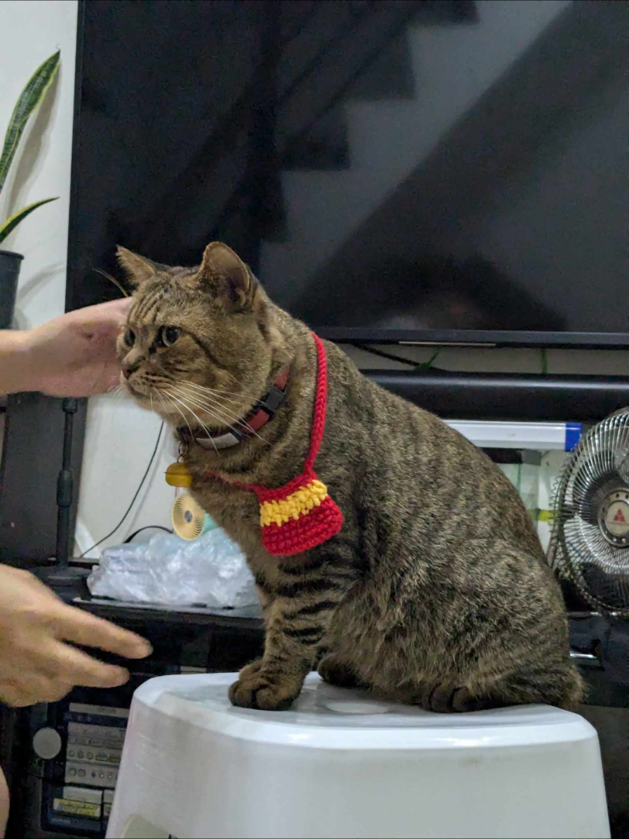 my Shayla #cats #catsoftiktok #foryoupage #foryou #fyp #myshayla