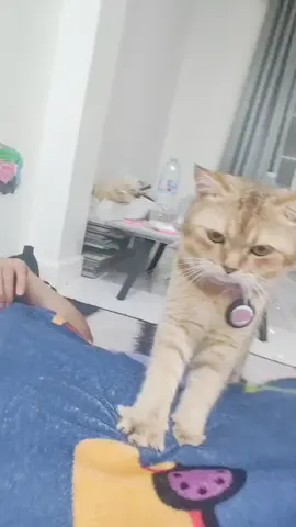 #socute 😘💕🐈‍⬛