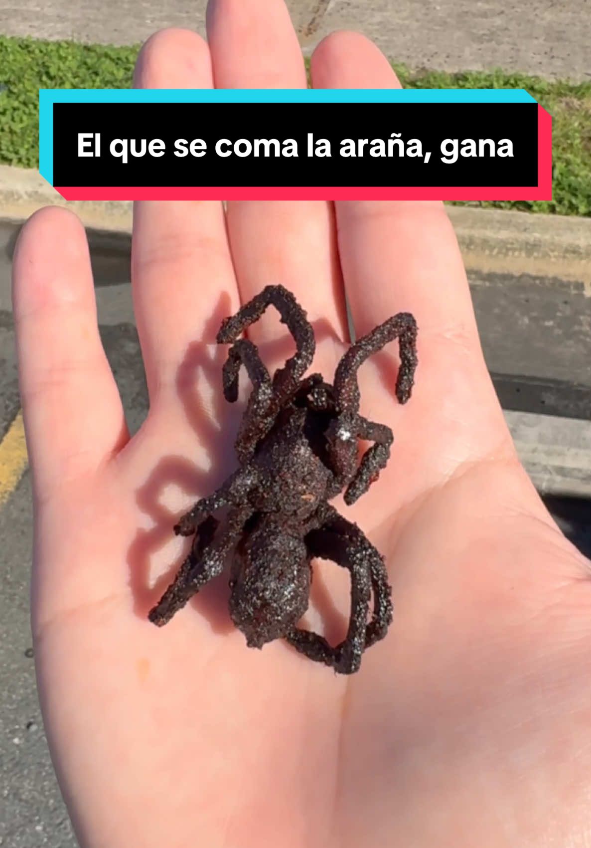 El que se coma la araña, gana