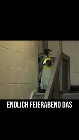 #lustigetiere #fyp #lachflash #funnytiktok #shadowbanned #synchro 