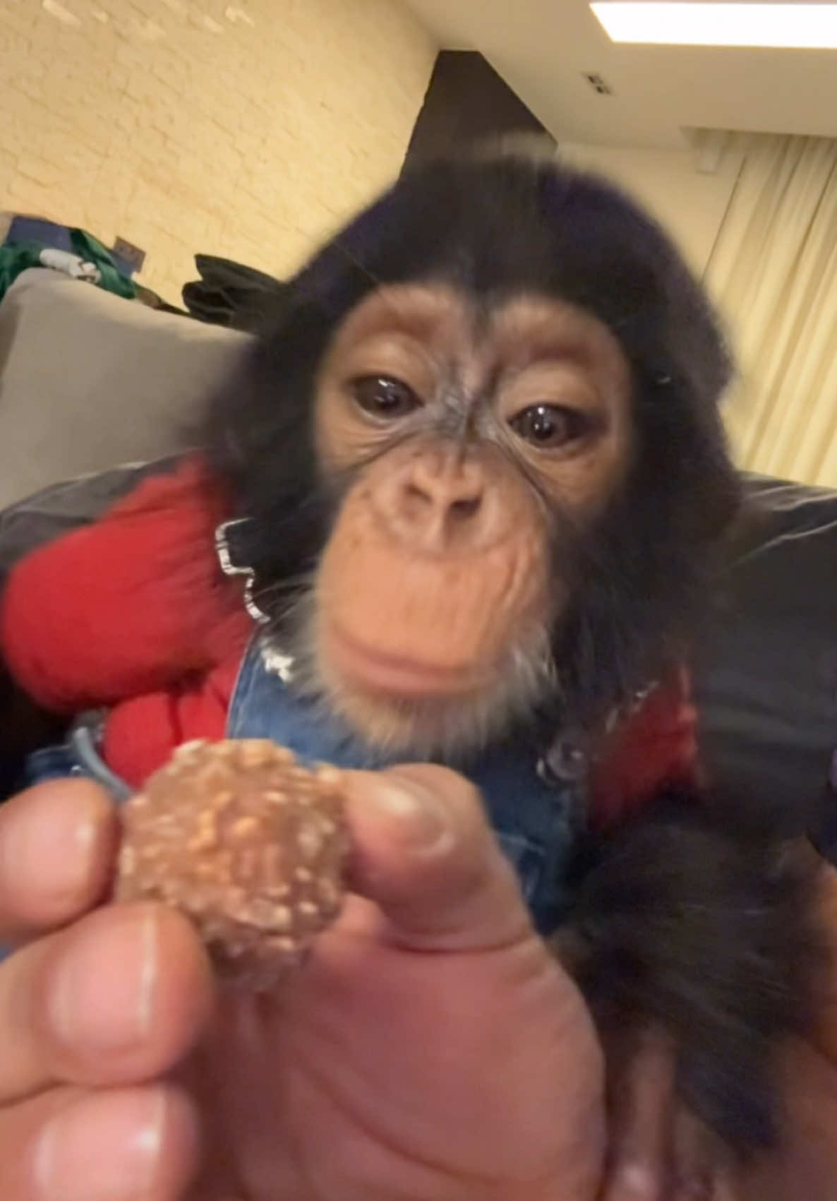 He want my #ferrerorocher 🙈😍 #ferrerorocher #chocolate #lov #addiction #baby #chimpanzee #FoodLover #chocolatelover