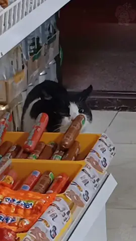This stray cat steals sausages everyday #cat #straycat #safehavenforcats #wintershelterforcats #straycatrescue #outdoorcathouse #softkittys #aicat 