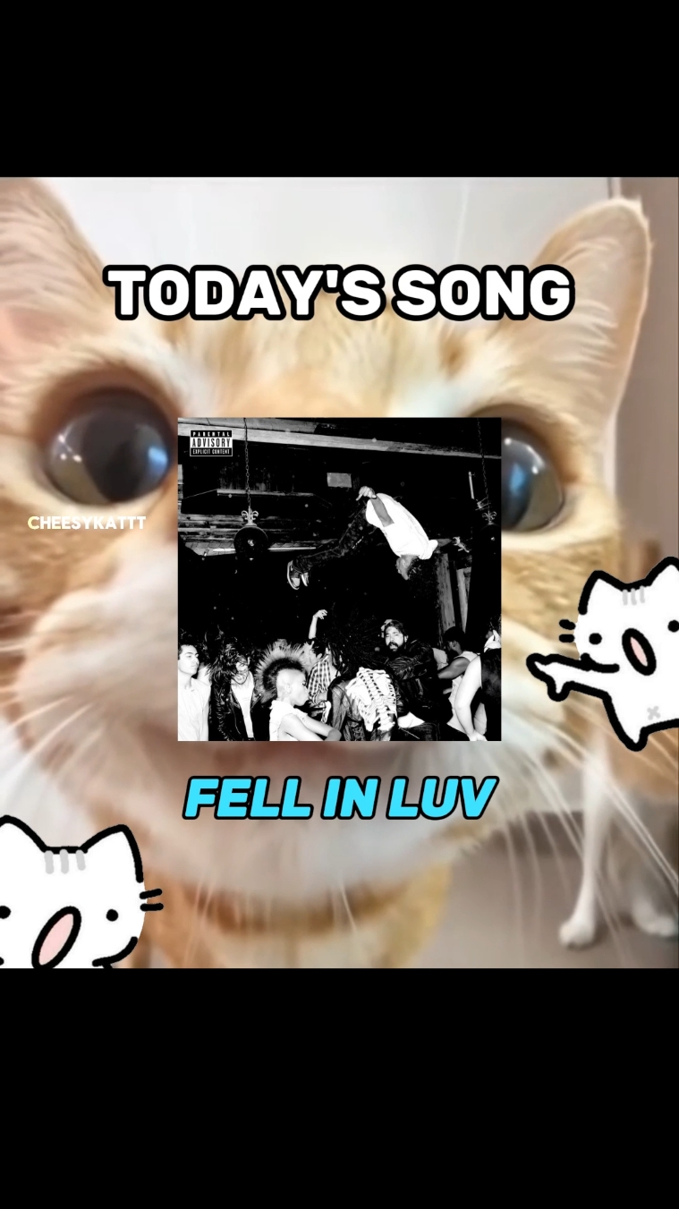 CATS FELL IN LUV 🗣🗣 . . #fyp #catsoftiktok #catlovers #kitten #playboycarti 