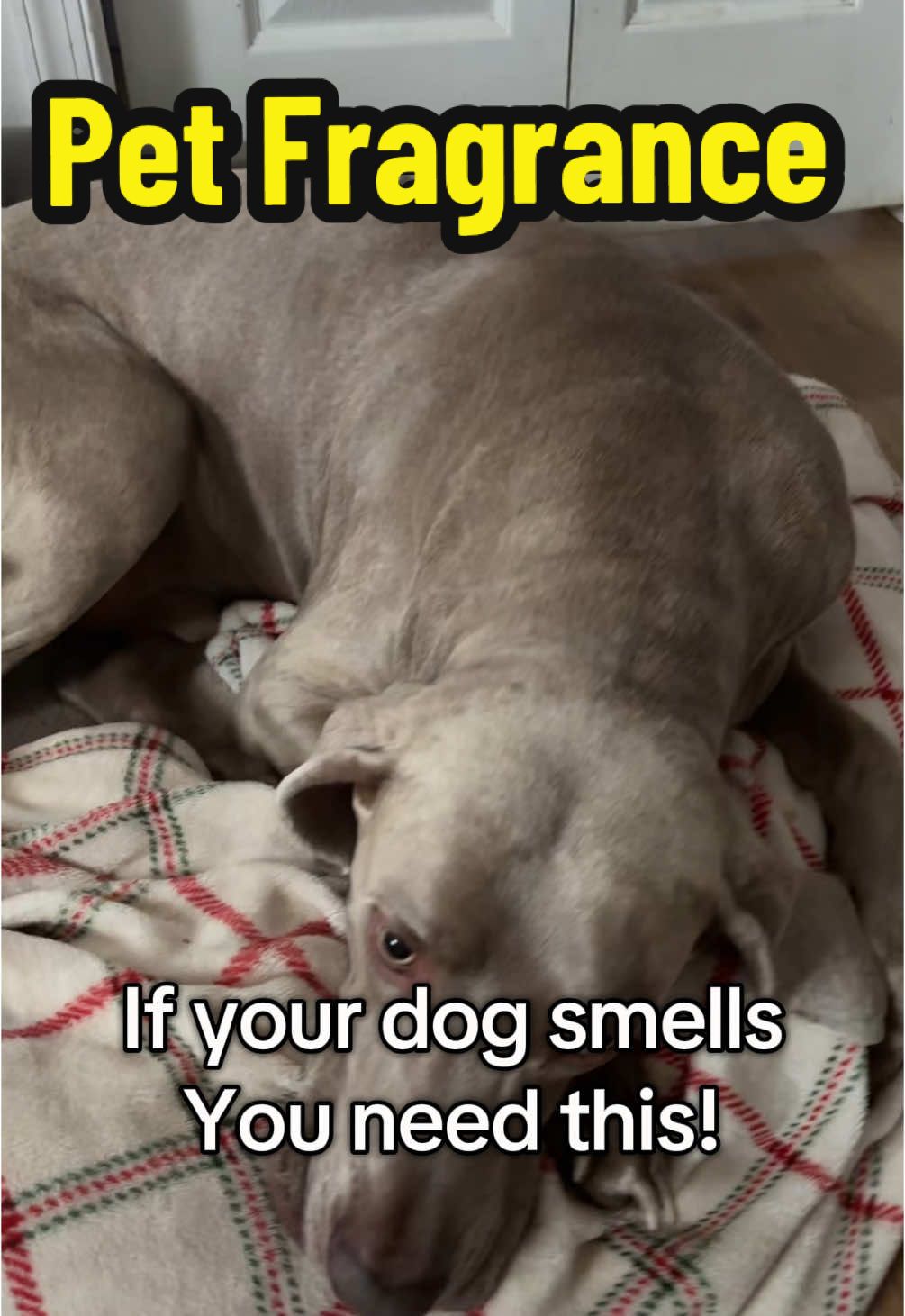 How to make your house NOT smell like dog! This is on my repeat purchase list for sure. #petfragrance #petspray #dogspray #dogsmell #airfreshener 