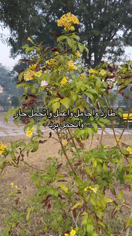 #الوائلي #الوائلي_روح_المنبر_الحسيني #العمل #اكسبلور #explore 
