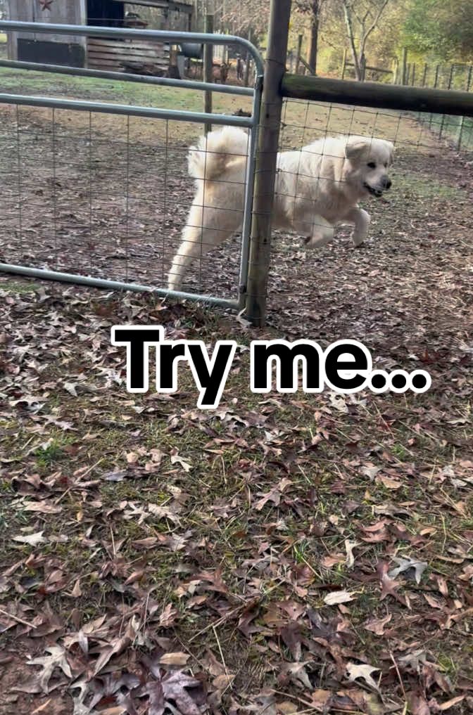 Go ahead make my day 😎 #greatpyrenees #livestockguardiandog #workingdogs #tryme 