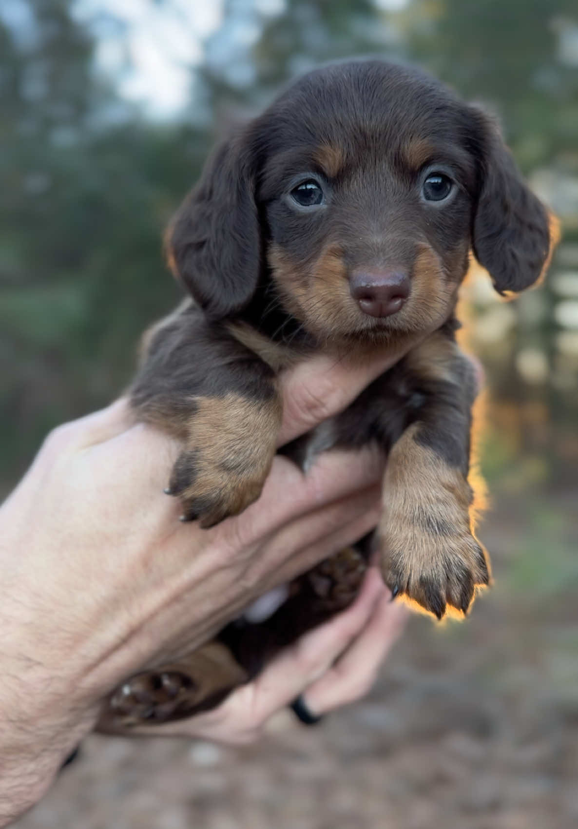 Muah💋 #dogsoftiktok #miniaturedachshund #miniaturedachshundpuppy #puppy #dachshundaddict #puppydog #fyp #puppytiktok #dachshundsoftiktok #miniature 