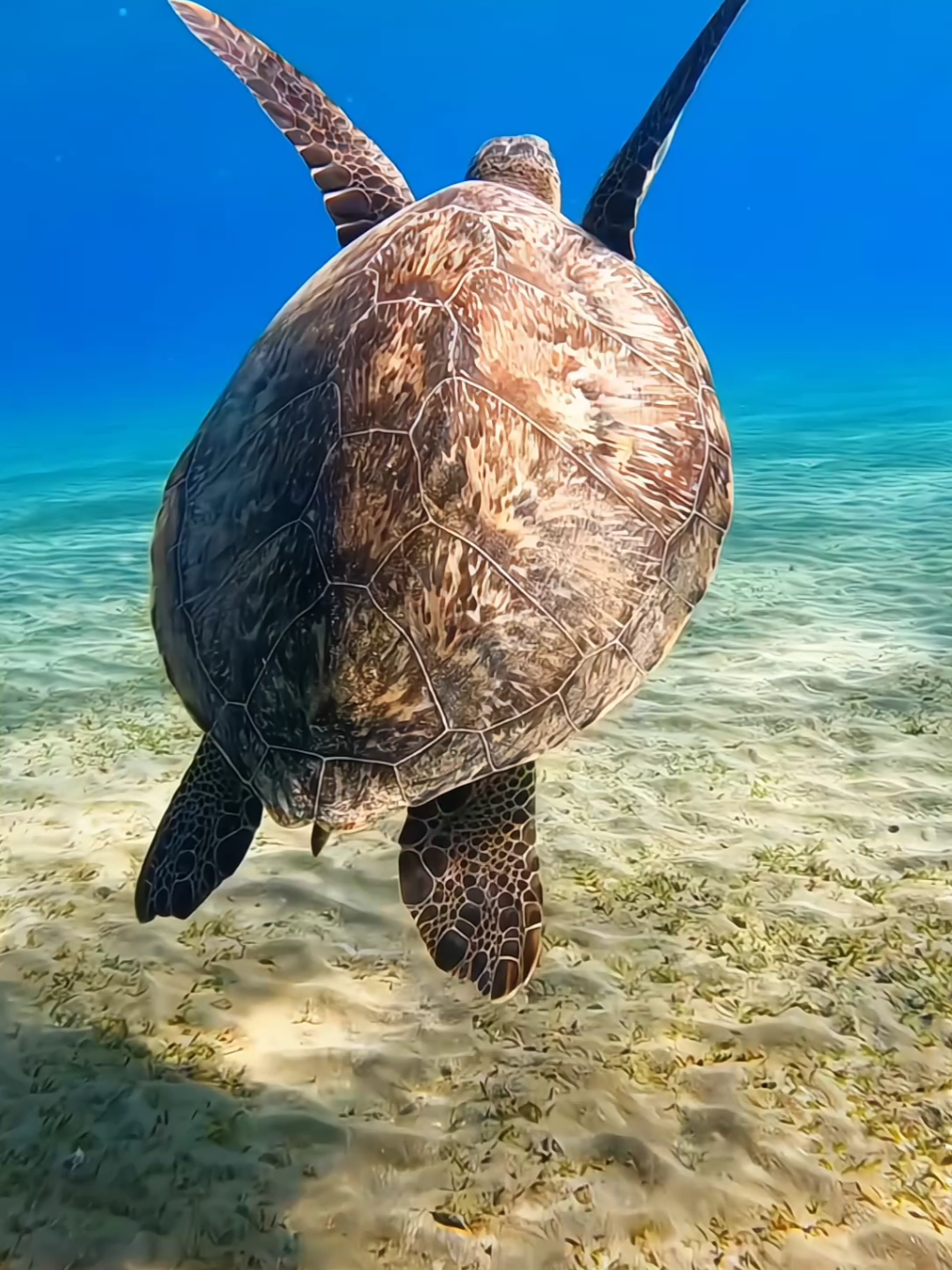 #relaxing #ocean #exotic #sea #fish 