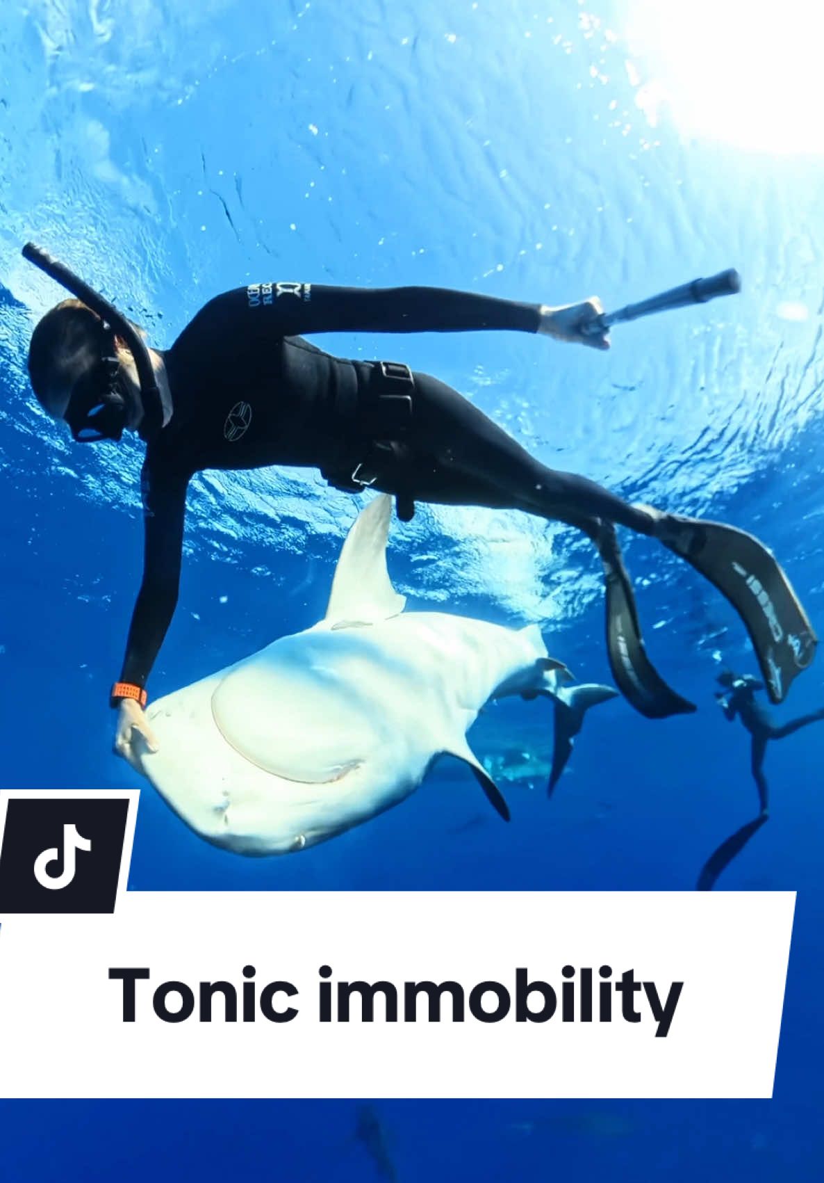 Have you heard of this natural response from a shark when it’s flipped upside down? Tonic immobility is used in nature and science to relax the shark. 🦈💙 #tonicimmobility #savesharks #sharkdiver #sharkdiving #diving #tigershark 