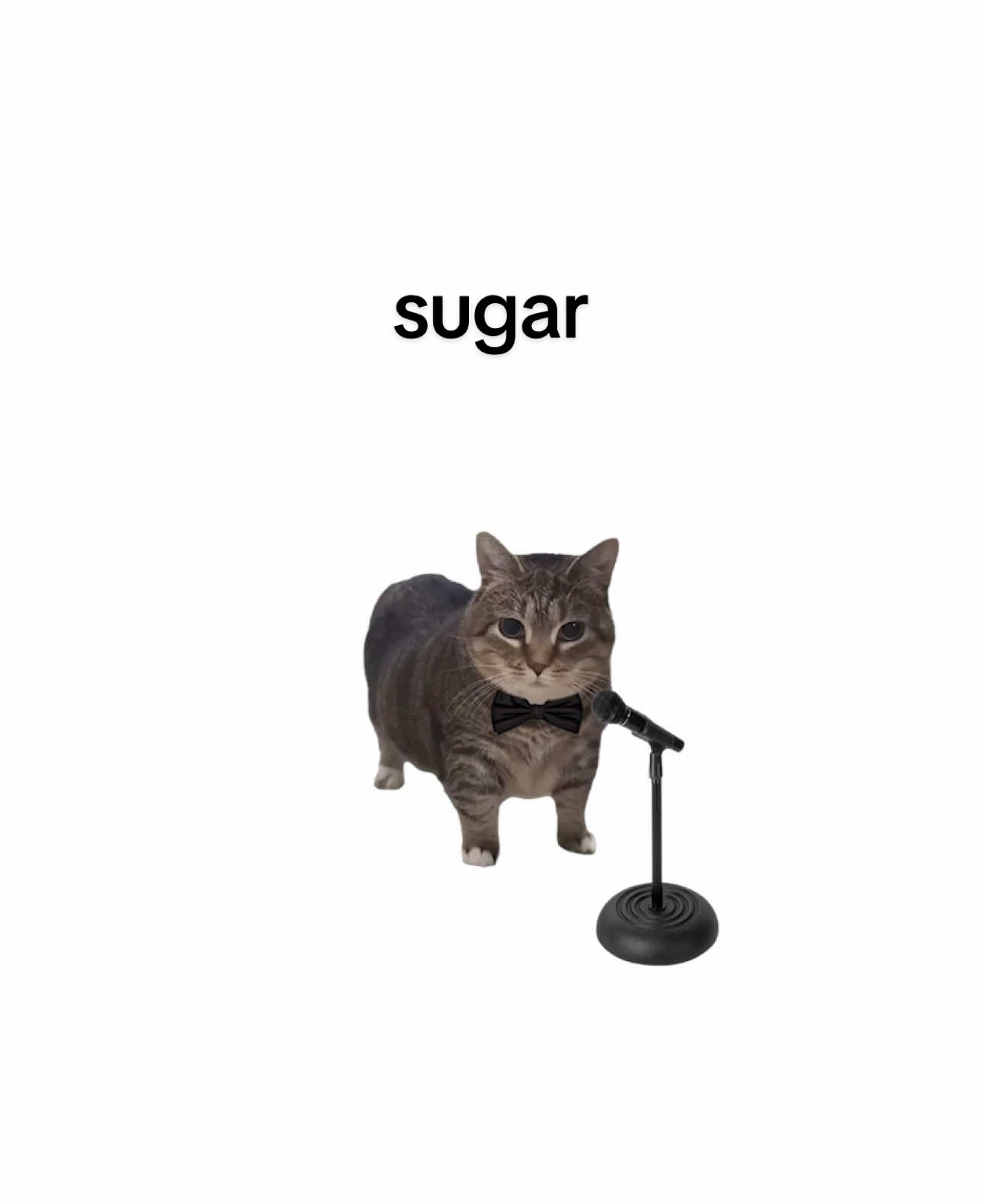 U A 🗣️ #cats #sugar #maroon5 #fyp #foryou #lyrics