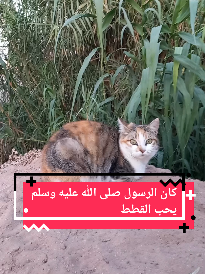 كان الرسول صلى الله عليه وسلم  يحب القطط #قطط #قط #cats #catslovers #france🇫🇷 