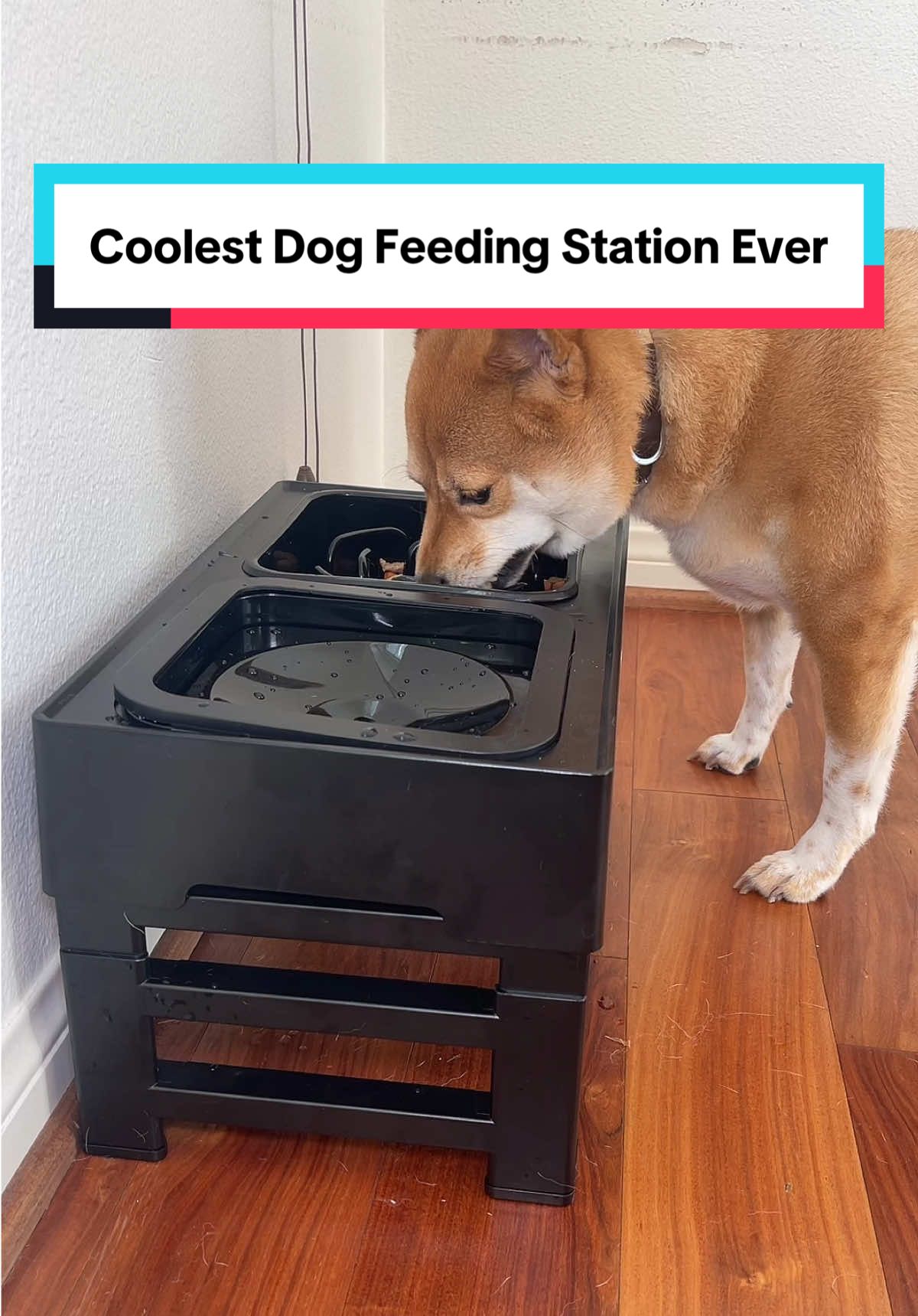 This dog feeding station has a built in anti spill water bowl and slow feeder! It’s also elevated and fully adjustable so it’s better for you dogs neck. #dogmusthaves #slowfeeder #antispillwaterbowl #dogtok #dogproducts 