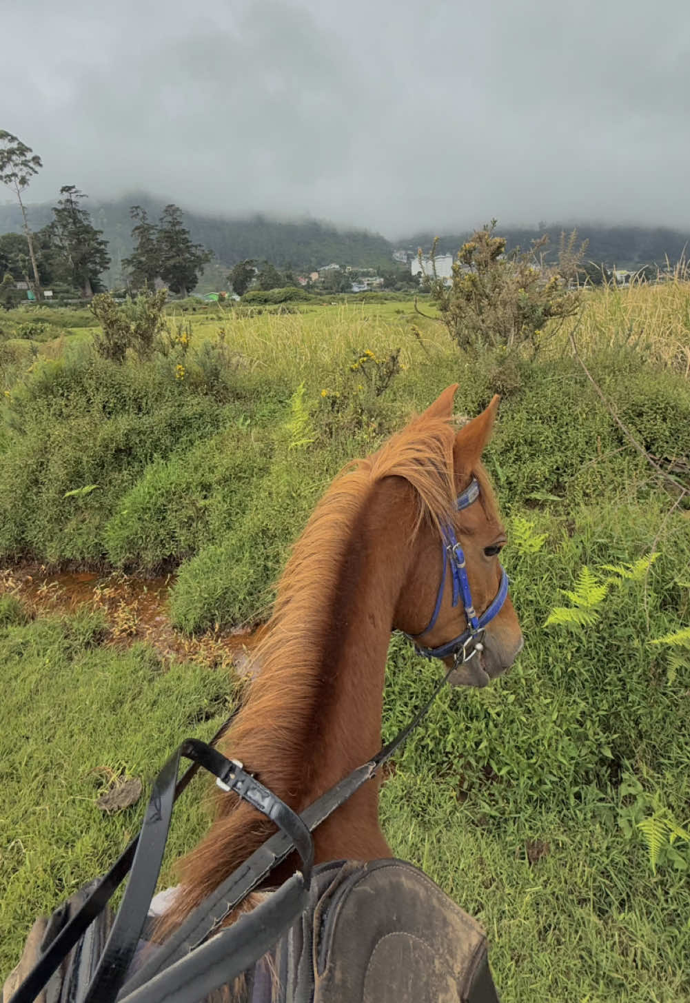 What a dream ⛰️☁️ #srilanka #equestrian #travel #horsesoftiktok #equine #racehorse #marwarihorse 