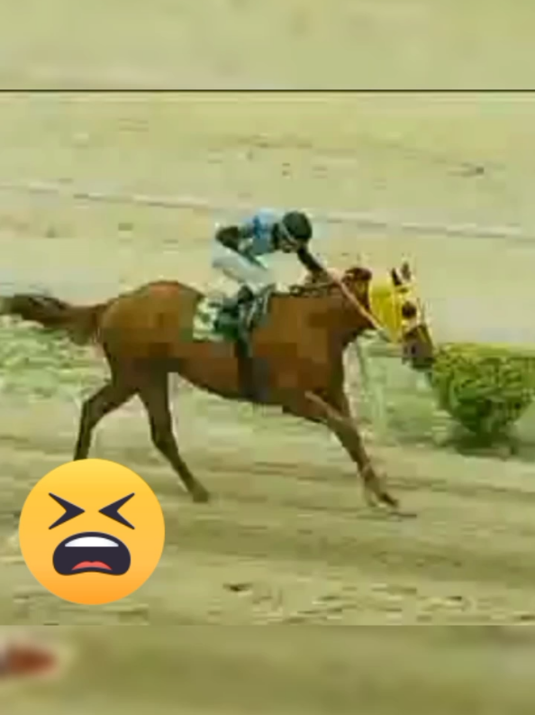 El Pinta de Ganador Wilfredo Sánchez, y su narración mas chistosa de nuestro hipismo #informacionhipica #hipismo #horseracing #gulfstreampark #churchilldowns #fairground #jinete #caballos #hipico #horse #hipica #usa🇺🇸 