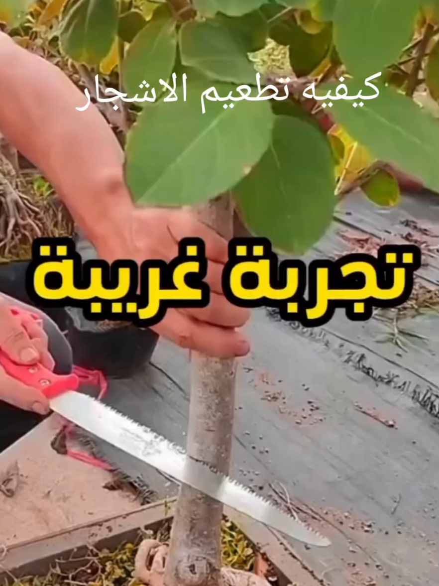 كيفيه تطعيم الاشجار تجربه غريبة🤔 #fyp #foyoupage #fruit #videoviral #tik_tok #explore #foyou 