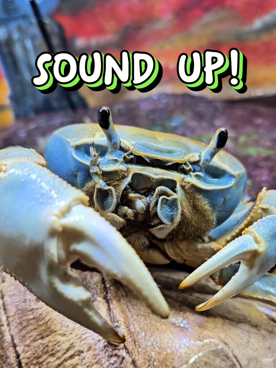 Yes, crabs make sounds #howiethecrab #crabsounds 