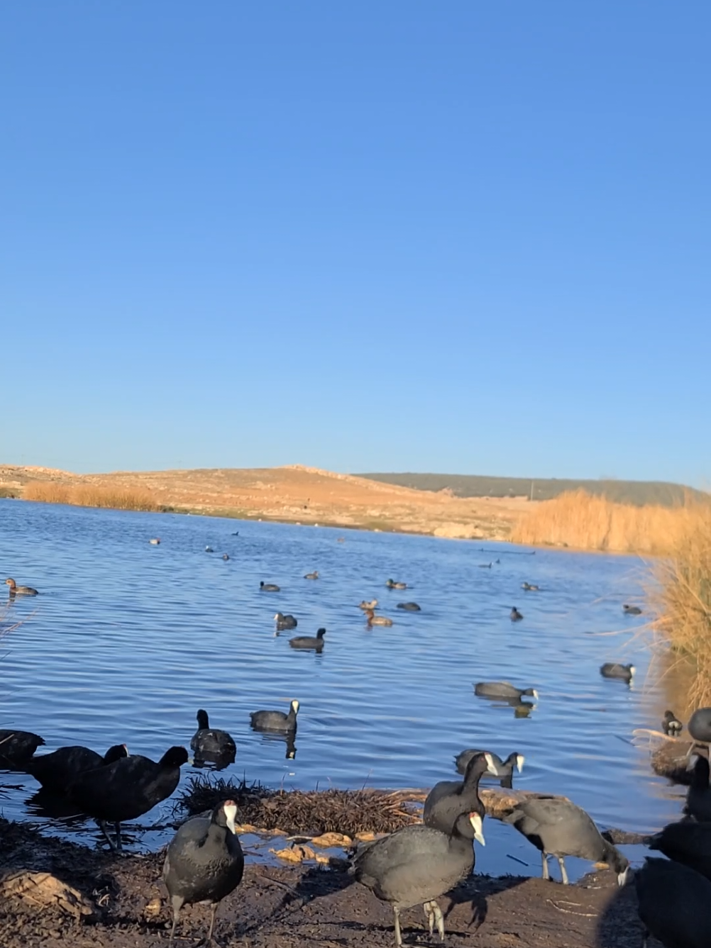 🦆ضاية زروق افران سويسرا المغرب🦆 #ifranecity #سويسرت #افران #ازرو_افران_مريرت_خنيفرة_أجلموس_الحاجب❤️ #مريرت_خنيفرة_عيون_ام_الربيع_افران_ازرو #اسبانيا🇪🇸_ايطاليا🇮🇹_البرتغال🇵🇹_فرنسا🇫🇷 #شعب_الصيني_ماله_حل😂😂 #مراكش_الحمراء_الرباط_طنجة_مكناس #الملمكه_العربيه_السعوديه #تركيا_اسطنبول_العراق_سوريا_مصر #imazighen♓♓❤️❤️تحياتي #خنيفرة_ازرو_ميدلت_بني_ملال_الحاجب_إيتزار #الجزائر_تونس_المغرب 