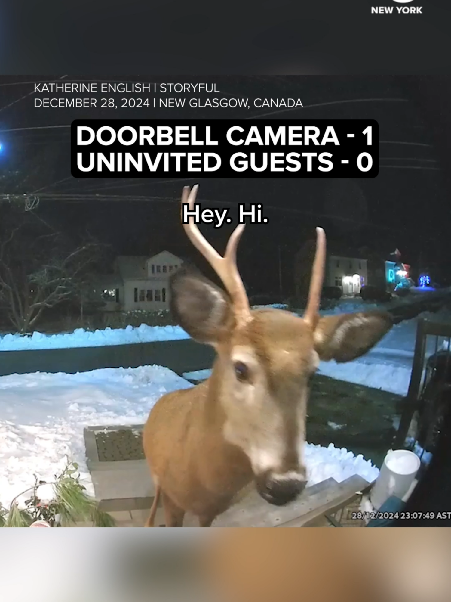 Even deer in Canada are polite! #canada #deer #doorbellcamera #lol