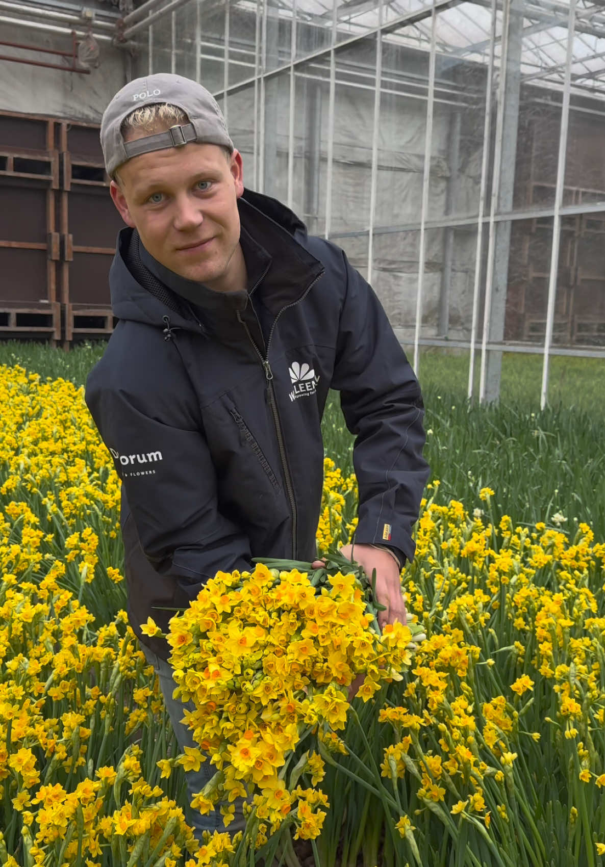 Daffodil ‘Grand Soleil d’or! A new season has arrived! We’re looking forward to all spring flowers again.  At @wfleenen the new generation has arrived! Jim Leenen is harvesting this amazing spray Narcissus.  Get ready for all Leenen daffodil varieties! #Daffodil #daffodils #narcis #narcissus @thursdofficial @decorumplantsflowers_official @Thursd @Jimleenen 