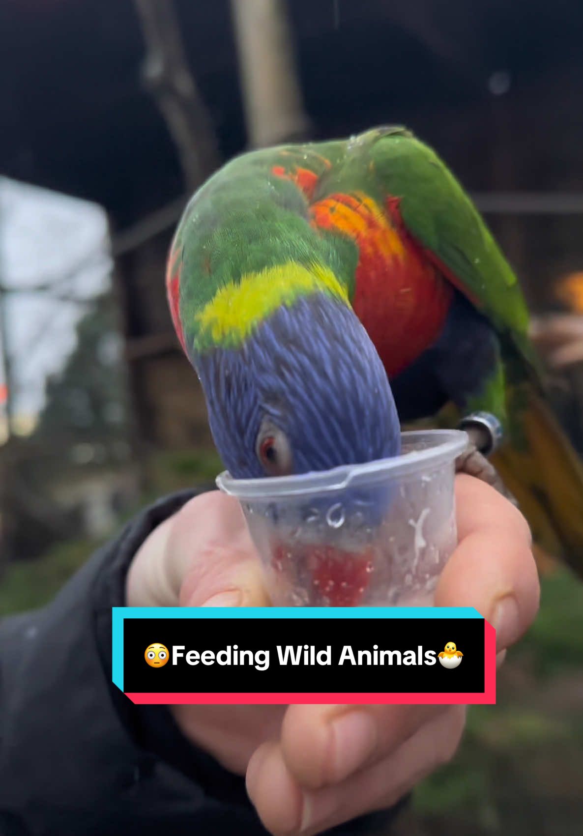 Thanks for the gift at the end ya bunch of devils of the earth! 💩These bird beisiklee know how to get right in the gubbins of it and make the most of a lovely meal provided, and a very quick to digest too! Fair play to them I say! Thanks for that then #jamslaag #bird #nature #longleat #foryoupage #adventure #wildanimal #funnyanimals 