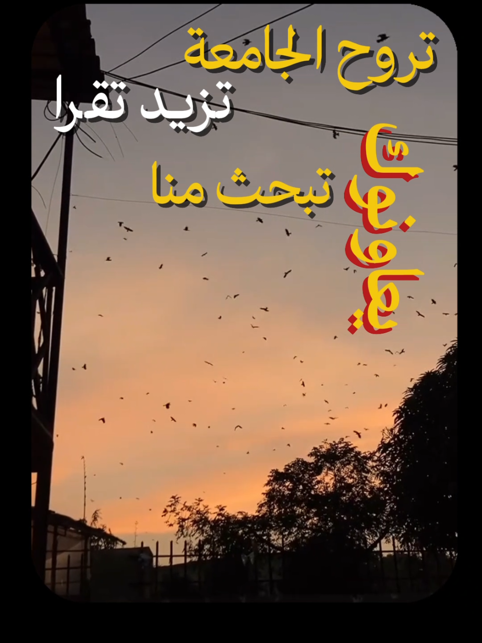 راني مأمنة في كل واحد منكم ❤ .... متحصلة على 3 بكالوريات ب 16.40، 17.80، 18.95 بشعبة رياضيات و علوم تجريبيّة نشارك معكم جميع المراجع الملخصات المواضيع لي حليتهم و طرق الدراسة لتبعتها خلال البكالوريا لذا اذا مهتمين يلحقوكم منشوراتي و محتواي تابعني @shira.dz @shira.dz @shira.dz .... معكم إذا غاية أسبوع البكالوريا 🥀🫀 .... يمكنكم تحميل جميع المنشورات و روابط لي نحطها عبر قناتي على تيليغرام راح تلقاو الرابط تاعها فالبيو 📍 ... #bac2025 #bacdz #bac_dz #bac2025_النجاح #بكالوريا_الجزائر #باك2025