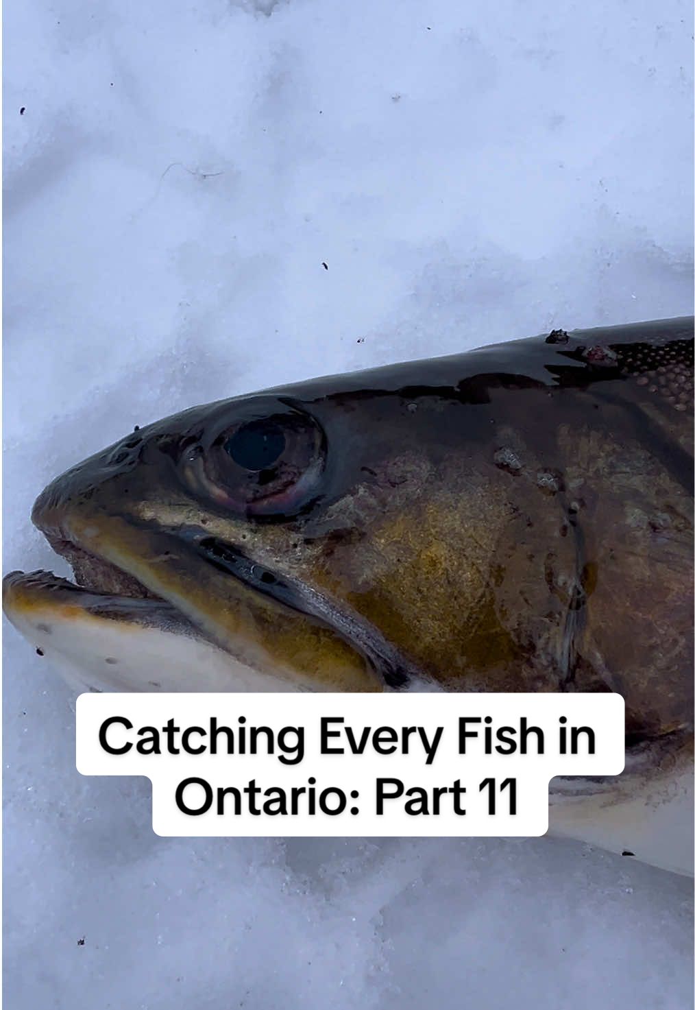 Catching Every Fish in Ontario: The Brook Trout (aka Speckled Trout) What species should I target next?🎣 #fishing #icefishing #brooktrout #speckledtrout #fishinglife #fishingchallenge #fishingvideo #troutfishing 