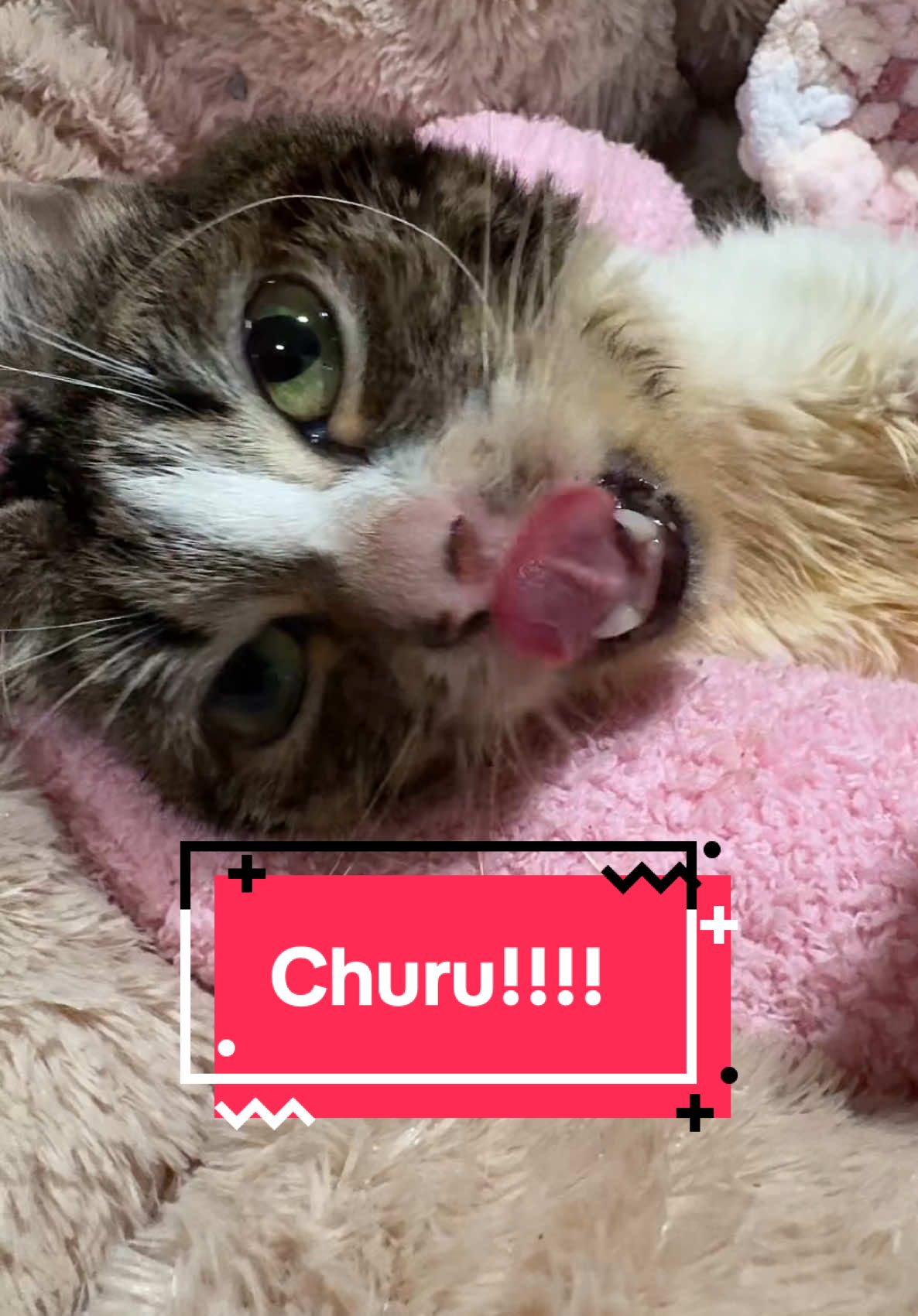 Medicine and churu time. Ysera take keppra anti seizure meds #ysera #yseratok #kitten #cute #specialcat #catsoftiktok #kitty #goodmorningysera #catsofinstagram #catsoffacebook #ndd #neurodegenerativedisease #yserasarmy 