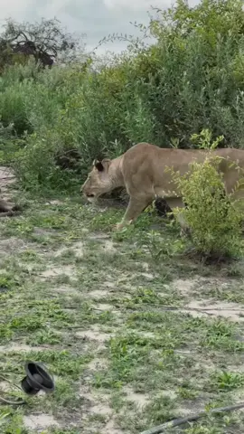 What's going on? What did I do? One of the two mighty and huge bad boys in duba plains with one of his girls, she is not ready yet and lets him know with a slap making it clear that she is not in the mood for anything and leaves the place, he just watches her leave and then checks if the warning he gave her is true or not #foryoupage #foryou #foru #fyp #masaimara #wildlife #legends #king #lion 