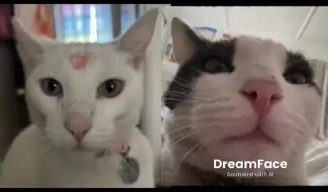Tintin quiere salir con una prima y vaquito no lo deja #voyasalirconunaprima #fyp #gatos 